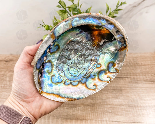 Abalone Shell - Radiant Vessel for Sacred Smudging - Morganite Gems