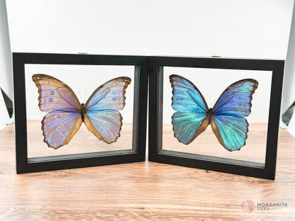 Blue Morpho Butterfly in Frame