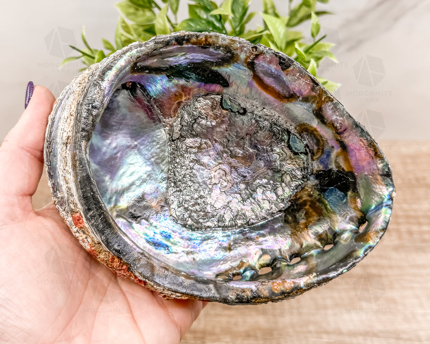 Abalone Shell - Radiant Vessel for Sacred Smudging - Morganite Gems