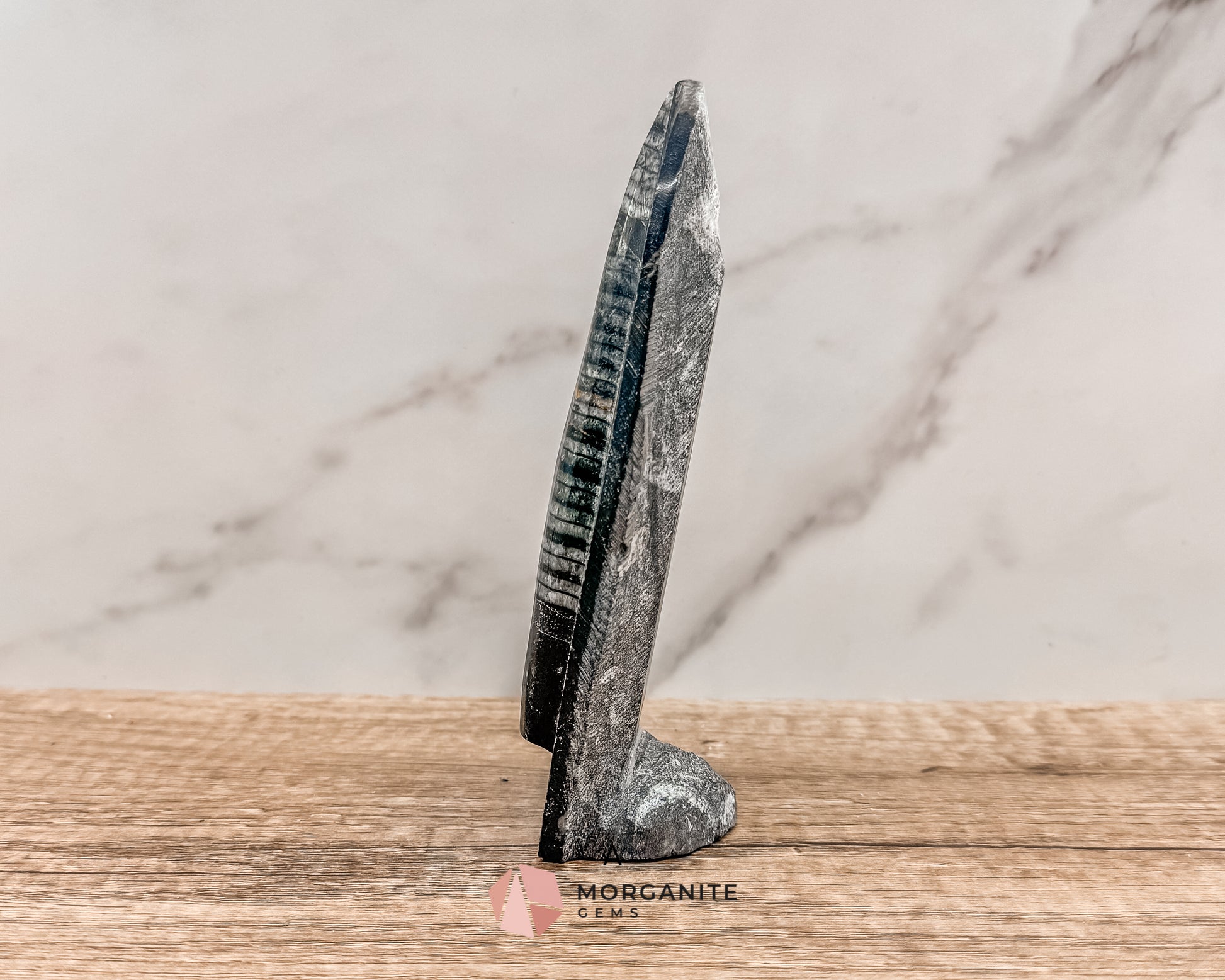 Standing Orthoceras Fossil Tower – Ancient Fossil for Grounding, Transformation & Historical Beauty Morganite Gems