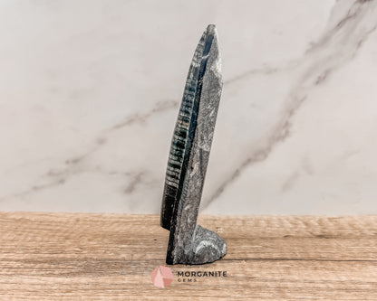 Standing Orthoceras Fossil Tower – Ancient Fossil for Grounding, Transformation & Historical Beauty Morganite Gems