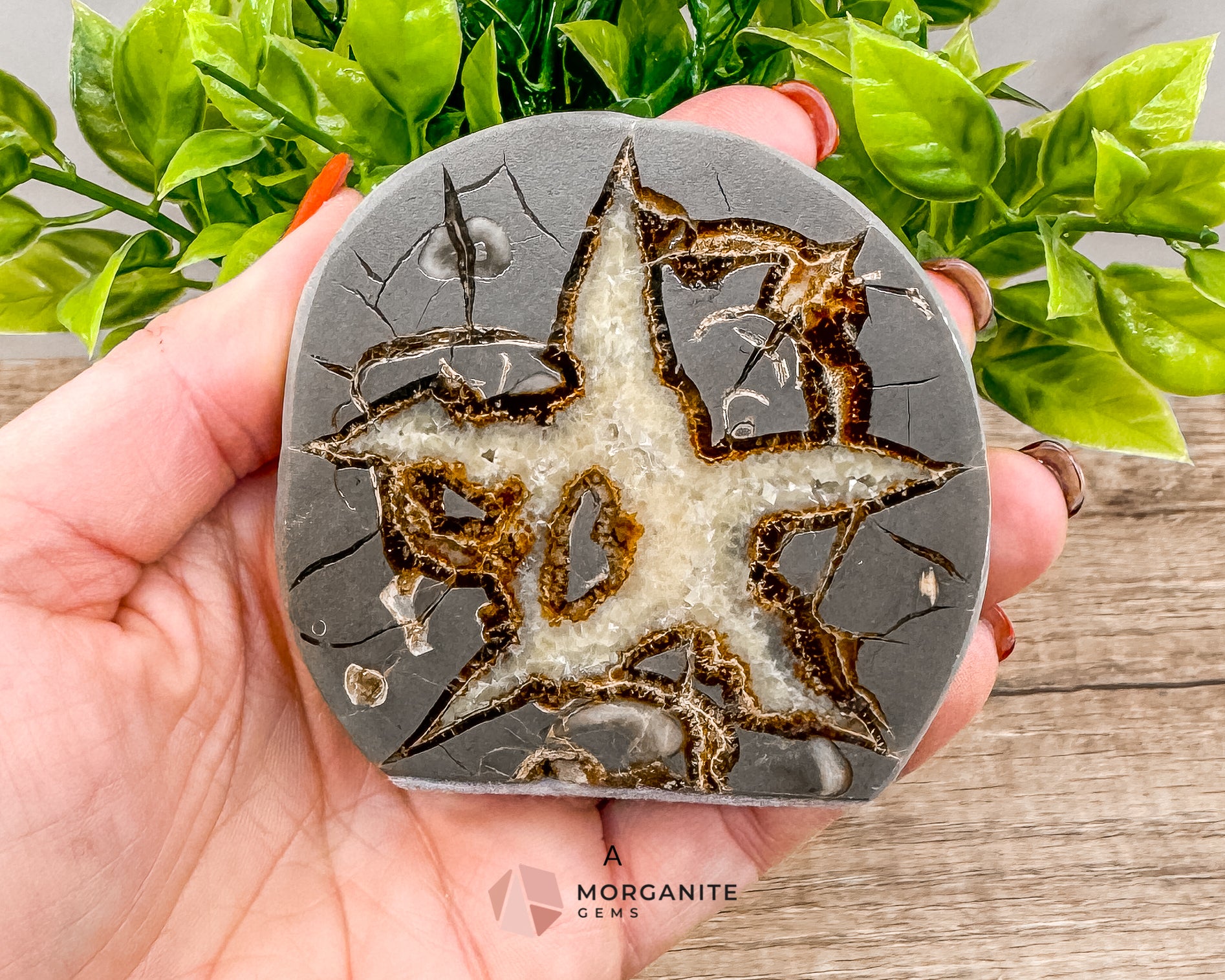 Septarian Nodule Polished End-Cuts – Unique Fossil Crystal for Grounding, Protection & Creativity Morganite Gems