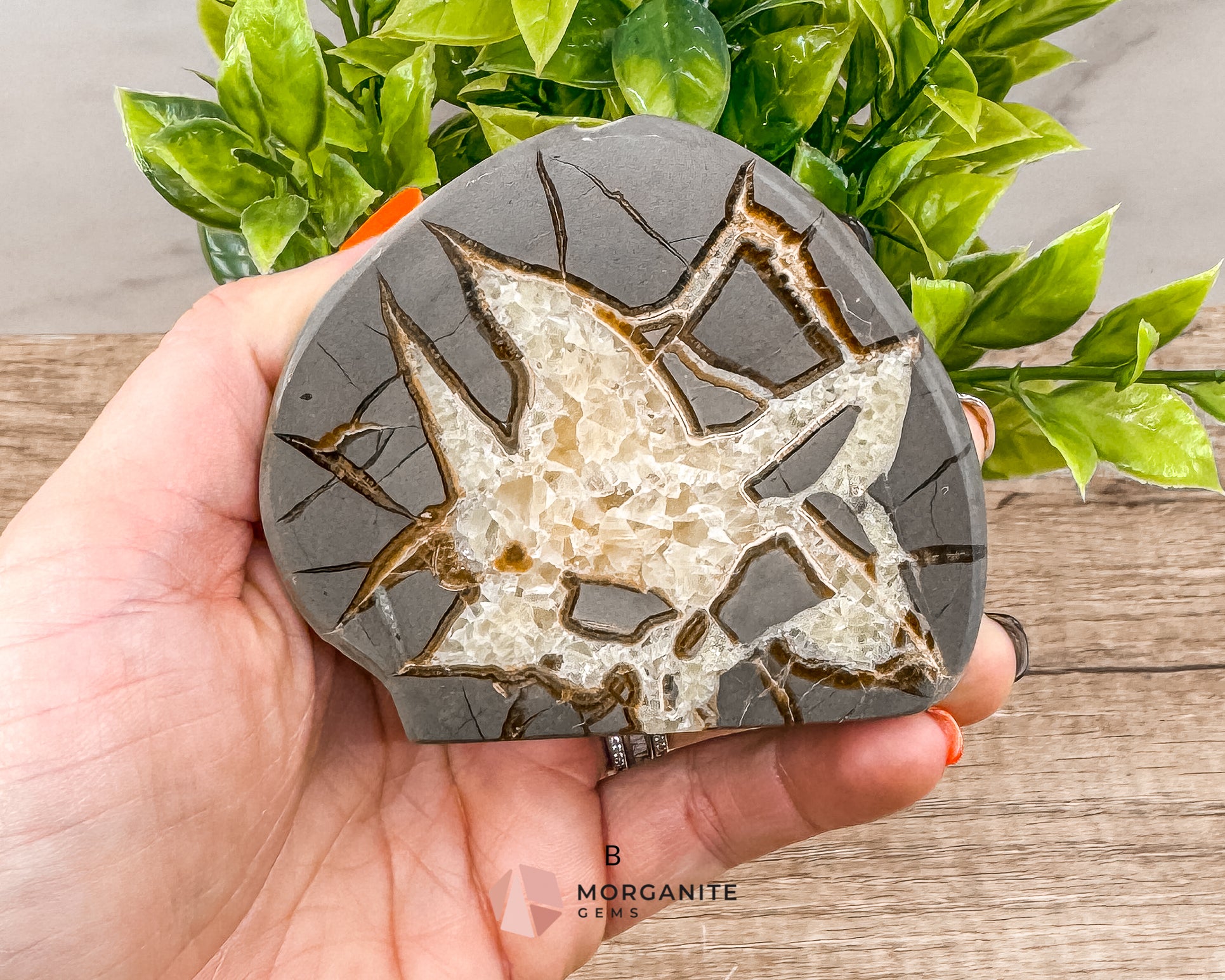 Septarian Nodule Polished End-Cuts – Unique Fossil Crystal for Grounding, Protection & Creativity Morganite Gems