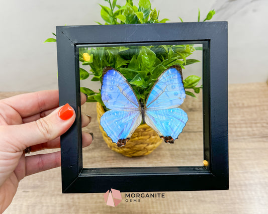 Framed Sulkowski Morpho Butterfly – Unique Natural Art for Your Collection